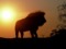 lioness