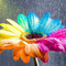 Happy rainbow