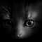 3f138cc675ba8a576d00c792e1dabda6.jpg