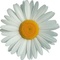 ˙·•●♥๑ღ♥ Ромашечка ♥๑ღ♥●•·˙