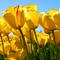 гулечка(только почта)